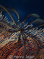 feather star on red gorgonia by Henry Jager 
